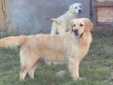 Chiot femelle Golden Retriever à vendre non LOF d'octobre 2025