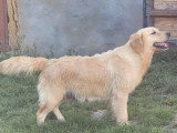 Chiot femelle Golden Retriever à vendre non LOF d'octobre 2025