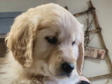Chiot femelle Golden Retriever à vendre non LOF d'octobre 2025