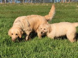 Chiot femelle Golden Retriever à vendre non LOF d'octobre 2025