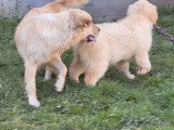 Chiot femelle Golden Retriever à vendre non LOF d'octobre 2025