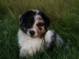 Chiots Berger Australien à vendre