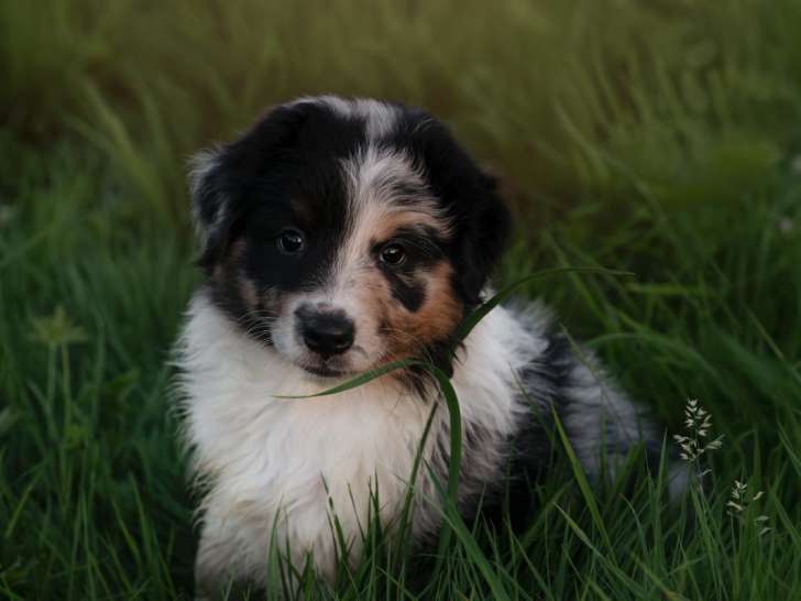 Chiots Berger Australien à vendre
