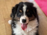 Chiots Berger Australien à vendre