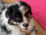 Chiots Berger Australien à vendre