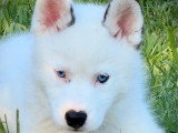 Chiot Pomsky mâle à vendre non LOF né en avril 2026