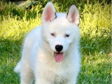 Chiot Pomsky mâle à vendre non LOF né en avril 2026
