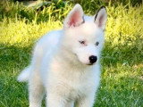 Chiot Pomsky mâle à vendre non LOF né en avril 2026