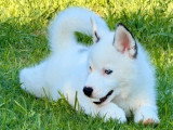 Chiot Pomsky mâle à vendre non LOF né en avril 2026