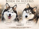 Chiot Pomsky mâle à vendre non LOF né en avril 2026