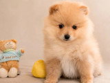 Deux chiots femelles Spitz Petit non LOF nés en avril 2026 à vendre