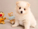 Deux chiots femelles Spitz Petit non LOF nés en avril 2026 à vendre