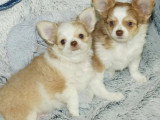 Chiot femelle Cavalier King Charles Blenheim LOF à vendre