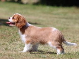 Chiot femelle Cavalier King Charles Blenheim LOF à vendre