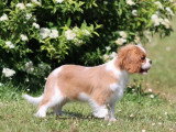 Chiot femelle Cavalier King Charles Blenheim LOF à vendre