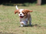 Chiot femelle Cavalier King Charles Blenheim LOF à vendre