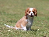 Chiot femelle Cavalier King Charles Blenheim LOF à vendre
