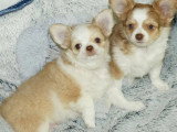 2 chiots mâles Chihuahua non LOF nés en avril 2026 à vendre