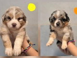 6 chiots Berger Australien à réserver non LOF nés en mai 2026