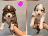 6 chiots Berger Australien à réserver non LOF nés en mai 2026