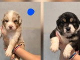 6 chiots Berger Australien à réserver non LOF nés en mai 2026