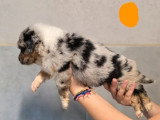 6 chiots Berger Australien à réserver non LOF nés en mai 2026