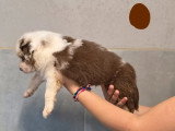 6 chiots Berger Australien à réserver non LOF nés en mai 2026