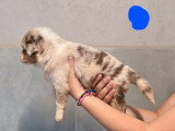 6 chiots Berger Australien à réserver non LOF nés en mai 2026