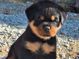 À vendre : 4 chiots Rottweilers LOF