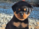 À vendre : 4 chiots Rottweilers LOF