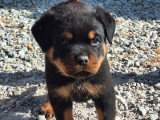 À vendre : 4 chiots Rottweilers LOF