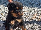 À vendre : 4 chiots Rottweilers LOF