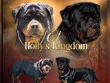 À vendre : 4 chiots Rottweilers LOF