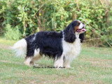Cavalier King Charles mâle tricolore LOF de 2019 à vendre