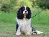 Cavalier King Charles mâle tricolore LOF de 2019 à vendre