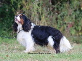 Cavalier King Charles mâle tricolore LOF de 2019 à vendre