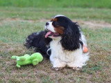 Cavalier King Charles mâle tricolore LOF de 2019 à vendre
