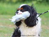 Cavalier King Charles mâle tricolore LOF de 2019 à vendre