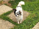 Chiot femelle Chihuahua 5 mois non LOF à vendre