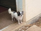 Chiot femelle Chihuahua 5 mois non LOF à vendre