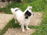 Chiot femelle Chihuahua 5 mois non LOF à vendre