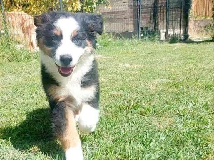 Chiot Berger Australien noir tricolore LOF mâle à vendre