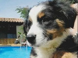 Chiot Berger Australien noir tricolore LOF mâle à vendre