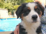 Chiot Berger Australien noir tricolore LOF mâle à vendre