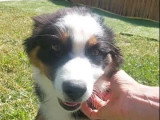 Chiot Berger Australien noir tricolore LOF mâle à vendre