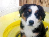 Chiot Berger Australien noir tricolore LOF mâle à vendre