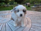 4 chiots Bergers Américains Miniatures LOF nés en avril 2026 à vendre