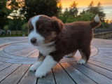 4 chiots Bergers Américains Miniatures LOF nés en avril 2026 à vendre