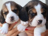 8 chiots Beagle LOF nés en mai 2026 à vendre