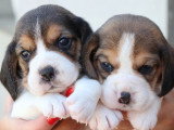 8 chiots Beagle LOF nés en mai 2026 à vendre